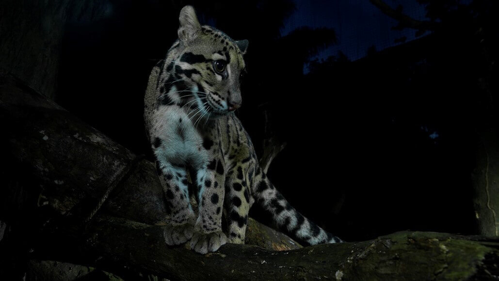 ナイトサファリ（Night Safari）