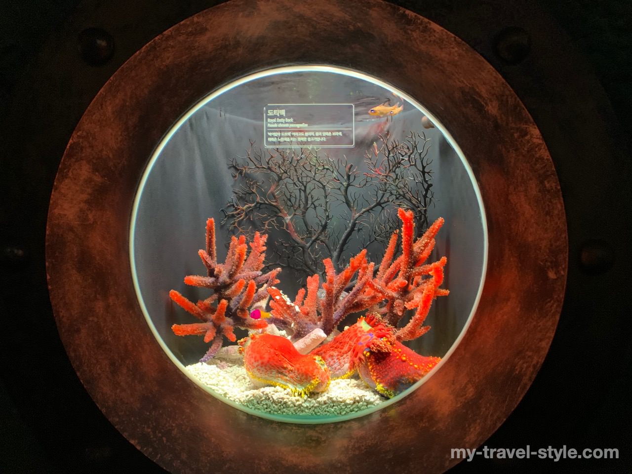 ロッテワールドアクアリウム(LOTTE WORLD AQUARIUM)