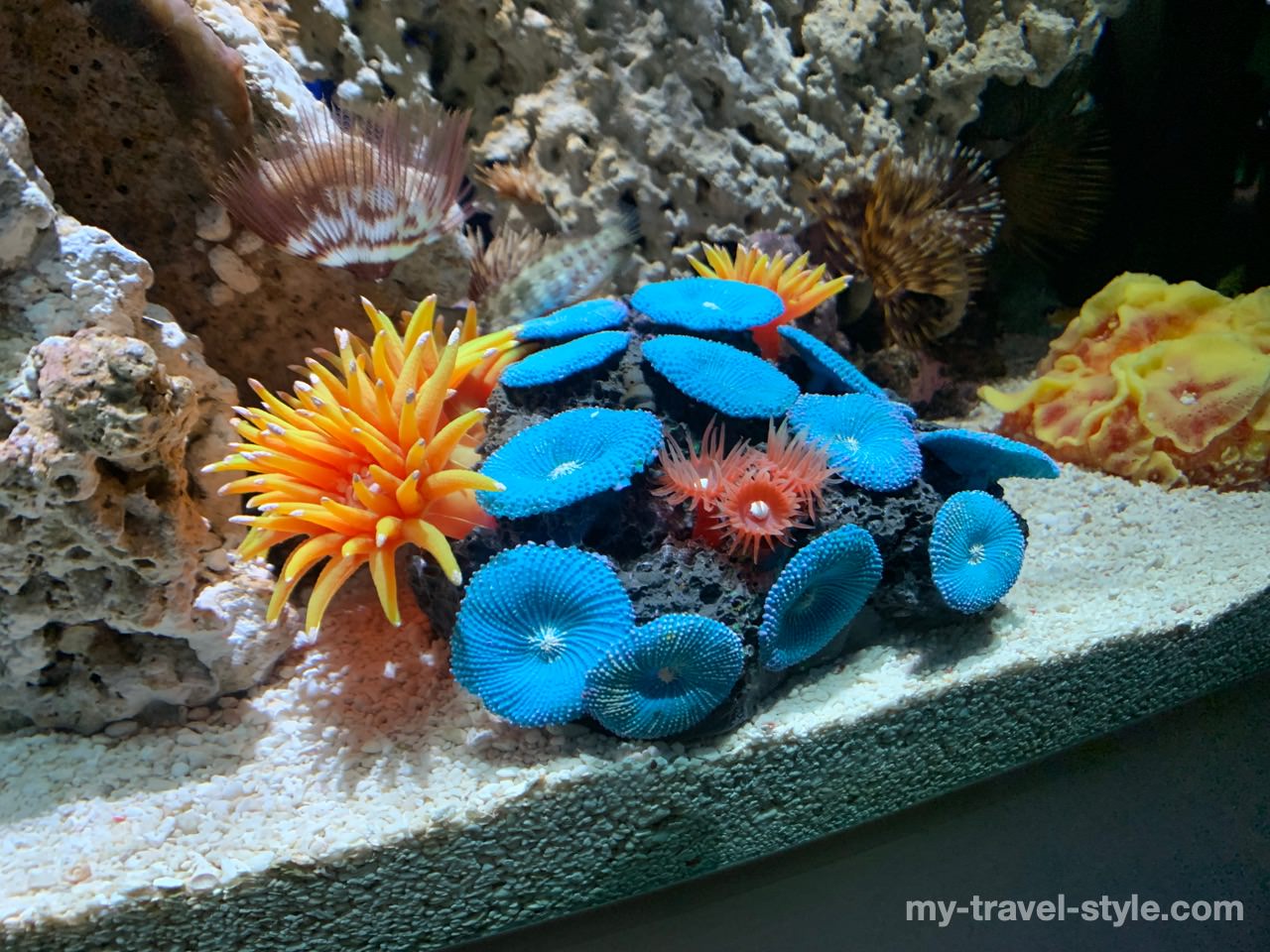 ロッテワールドアクアリウム(LOTTE WORLD AQUARIUM)